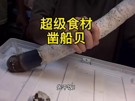 泮塘起龙舟,船沉水让人想起一种特殊美食凿船贝#海鲜 #端午节 #龙舟 #冷知识 #科普 #神奇动物在抖音#春日图文伙伴计划