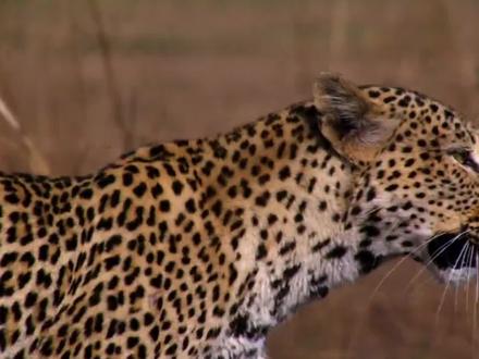 花豹被誉为“金钱豹”,在草原上却是受气包,被狮子和鬣狗追着跑 #花豹 #纪录片解说 #动物世界 #野生动物