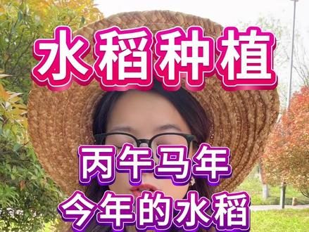 丙午马年,今年的水稻不要这样直接栽下去啦 #三农#水稻种植#水稻施肥#水稻高产技术#农业知识帮农民增产增收
