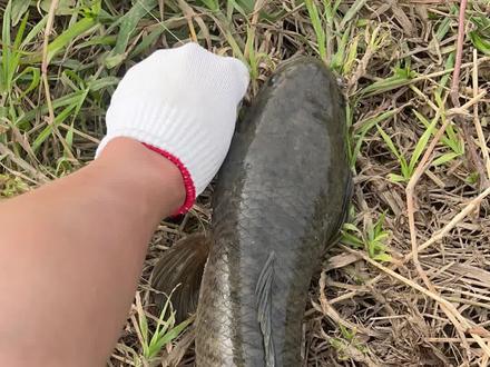 珠海城市职业技术学院打黑#黑鱼 #线鳢