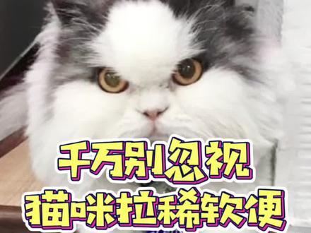 家里猫拉稀软便怎么办?这个方法你可以试试#萌宠出道计划 #养宠进阶指南