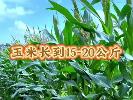 玉米长到15-20公分,这一步很关键,必看#玉米种植 #农业种植 #三农种植 #农业种植技术 #农业种植技术推广