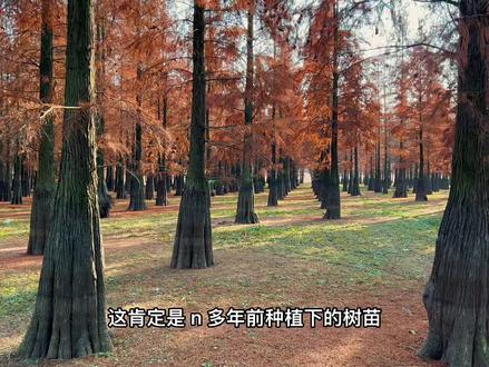 #半塔池杉林湿地公园 #半塔池杉林 #釜山水库 雨季到来就只能观望了