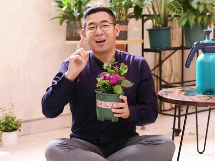 长寿花怎么养? 园艺师教你,长寿花的详细养护技巧 #养花