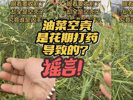 【辟谣】油菜空壳是打药导致的?谣言!实为小鸟偷吃!#油菜花 #农民 #专家 #正能量 #农药