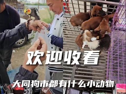 逛狗市的一天 #小助手抖音 #大同狗市