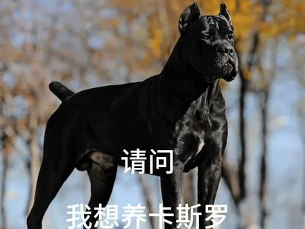 养狗劝退之卡斯罗#卡斯罗