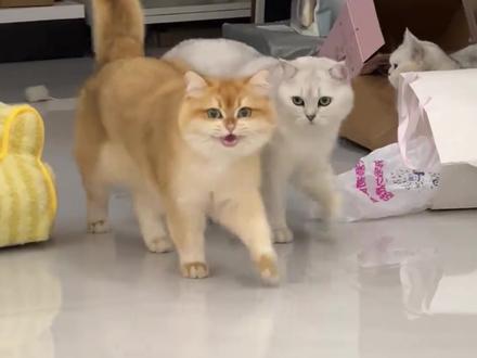 #金渐层 #英短蓝猫 #猫咪品种科普
金渐层:稀有暖萌小太阳,贵得有道理!