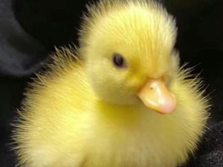 孵化一只柯尔鸭需要准备什么东西#创作灵感 #柯尔鸭 #人工孵化