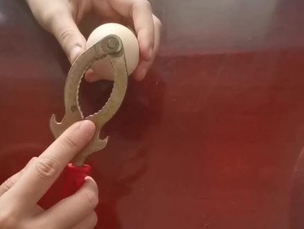 八年级生物小实验—解剖鸡蛋 #鸡蛋 #鸡蛋壳 #猜猜这是啥