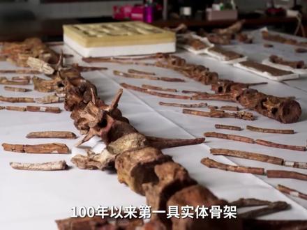 百年棘龙复原反复翻车,比霸王龙大的短腿巨兽 棘龙长达 113 年的研究与复原反转史。1912 年棘龙化石首次在埃及被发现,1944 年却因二战空袭尽数损毁,此后 70 年学界仅能靠残存资料脑补复原。2001 年《侏罗纪公园 3》塑造的大长腿棘龙深入人心,却与后续化石发现完全相悖。2014 年完整后肢化石出土,证实这只体型超霸王龙的巨兽拥有兽脚类恐龙中比例最低的短后肢,引发其是否为水生恐龙的激烈论战。2026 年 2 月,《科学》杂志发布棘龙属全新物种 “奇异棘龙”,为这场百年争议再添重磅新料。#棘龙 #棘龙vs霸王龙 #生物科普