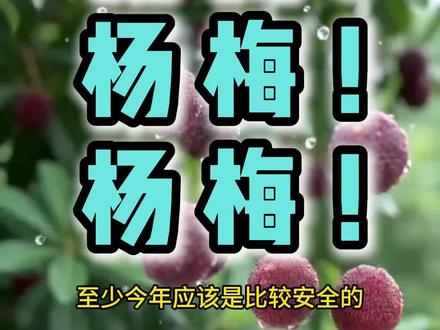 杨梅暴雷是早早晚晚的 #杨梅 #热点