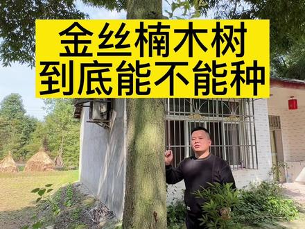 人工培育,且种自己地里是个人财产。大家可以放心种植。#金丝楠木树苗