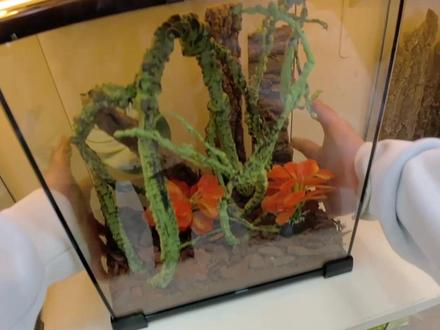 好多粉丝朋友🥳#爬宠 #异宠 #vlog十亿流量扶持计划