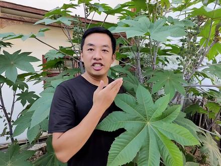 蓖麻是以前农村常见的经济作物,种子提取的毒素毒性比砒霜还强#蓖麻 #蓖麻子 #植物科普 #植物百科 #植物
