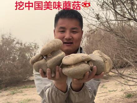 一方水土养育一方人 今天又接了一个挖中国美味蘑菇🍄的大工程#分享家乡特产 #大美新疆 #中国美味蘑菇 #真实户外 #大自然的馈赠