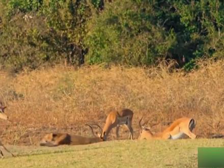 非洲大草原的故事,猎豹妈妈的生命旅程。 #动物世界 #花豹 #纪录片 #野生动物零距离 #动物的迷惑行为