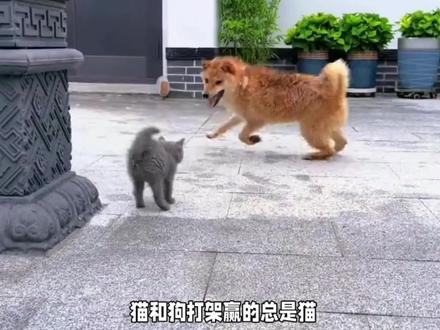 猫和狗打架,为啥赢的总是猫? #宠物知识 #猫狗 #宠物生活 #猫狗大战 #宠物