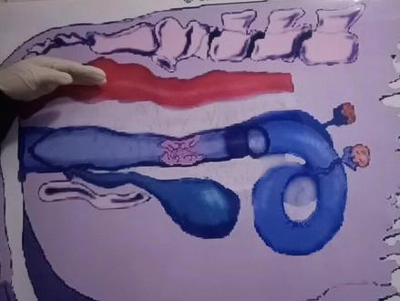 教你牛人工授精技术不迷路。#改良黄牛 #科学养牛 @中国三农发布 @央视三农 @乡村季风农业家