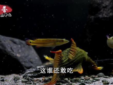 清道夫的天敌出现了,吃清道夫就像吃点心,把它引进我国会怎样?