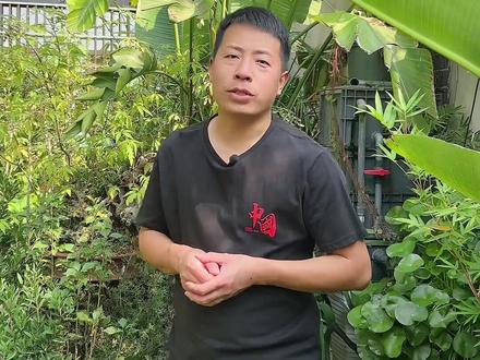 绣球分类,让你购买不迷茫!园艺绣球 圆锥绣球 栎叶绣球 乔木绣球花 中华木绣球 欧洲木绣球!