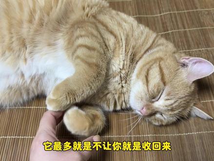第一次养猫,不理解猫为什么不让碰他的后抓。#流浪猫 #橘猫