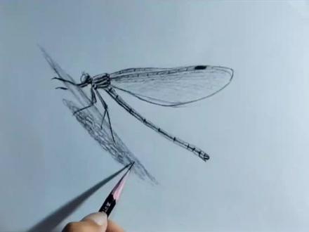 画个蜻蜓吧!#零基础学画画 #手绘 #素描 #抖音艺术创作者大会 @抖音艺术 @抖音小助手
