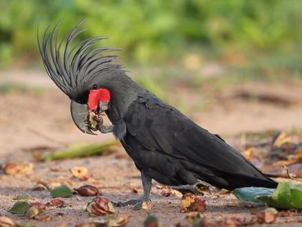 世界上最贵的鹦鹉,黑凤凰的原型 @抖音小助手 #动物 #鹦鹉