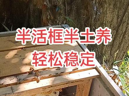 养蜜蜂半活框半土养,这方法轻松而且稳定。#找蜂 #诱蜂 #山娃水泥蜜蜂箱模具 #水泥蜜蜂箱 #山娃蜂蜡