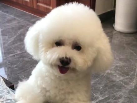 为什么比熊弃养率这么高?竟然有这么多原因!#比熊 #萌宠 #狗狗 #弃养狗狗