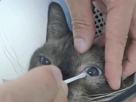 这是T型软骨变型导致,复位后如果仍然会复发,可以考虑手术摘除软骨,并不是一刀切#猫眼睛