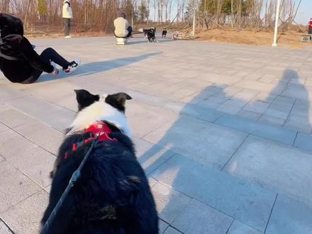 又是乱七八糟且笑点不断的一天#边牧#萌宠出道计划 #可爱 #狗狗 #快乐小马