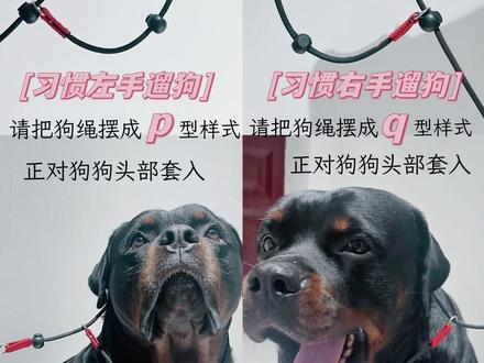 #萌宠出道计划 #罗威纳 #训犬 P绳的正确佩戴方法@DOU+小助手