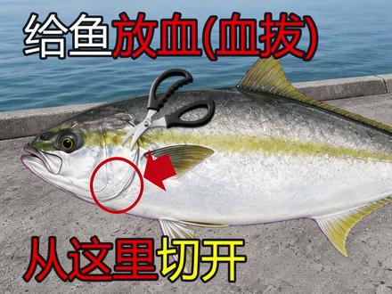 给鱼放血(血拔) - 科学验证 补充一下:最开始的脑处理可以用剪刀尖之类的扎鱼太阳穴,在眼角后上方有个软的凹陷处。扎进去稍微搅动鱼就停了。这一步很重要,有抑制 ATP(三磷酸腺苷,有助保鲜美、提口感、助保鲜) 消耗的目的。一条鱼被钓上来后,如果拼命挣扎,肌肉里储存的 ATP 就会被快速消耗掉,提前、无意义地被消耗在挣扎动作上,能转化成 IMP 的量就变少了。而鱼死后,ATP 会按步骤分解,其中一个中间产物 IMP(肌苷酸),正是鱼肉鲜味的核心来源。
