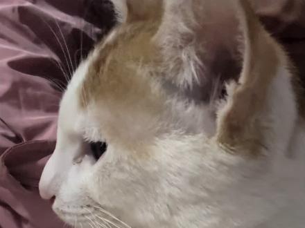 当我捡了一只小猫回来,原住民的反应竟然这么大#原住民和新成员 #原住民和新猫 #橘猫