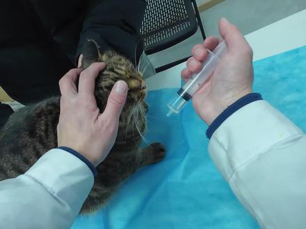 不好意思哈咪咪#修猫修狗 #宠物医生