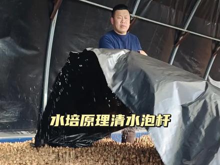 一个视频带你了解水陪刺嫩芽全过程,原理就是清水泡刺老芽杆,模仿春季刺嫩芽在自然届生长模式。我们坚持工匠精神做绿色农业。 #抖音助农 #记录我的农村生活#优质农产品 #乡村守护人 #抖音新农人