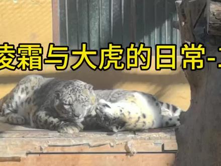 #神奇动物在抖音 大虎是2006年救护的雪豹幼崽,凌霜是2017年救护后放归测试失败的小姑娘,自2021年1月合笼,他们生活在一起快三年了,感情一直都很好。
坐标:西宁植物园—西宁野生动物园—豹馆。