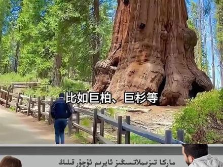 是什么限制了树木的长高
