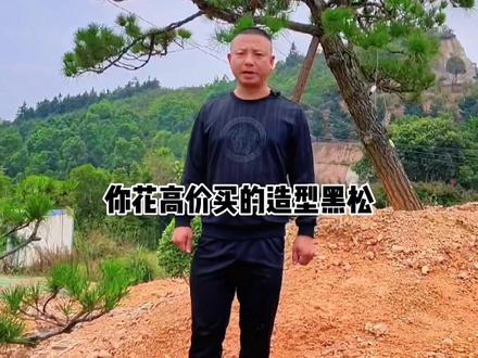 不是造型黑松不好养,而是您不太懂如何来养,只要您认真掌握好技巧和方法一切变得很简单!#湖南造型黑松#精品造型黑松#造型黑松养护 #造型黑松种植技术
