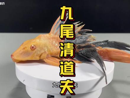 九尾清道夫,让你大开眼界!#清道夫 #清道夫奇葩试验 #清道夫消灭计划 #趣味实验 #外来入侵物种