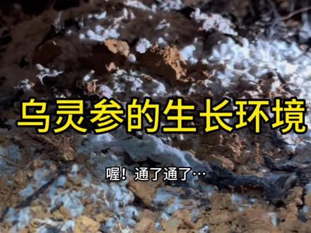 乌灵参的生长环境是这样子的,今天的收获还是很满意#云南啊峰 #云南啊峰品质特产 #户外 #大自然的馈赠 #记录我的大山生活