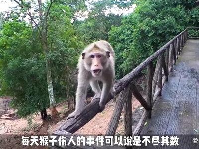 10种世界上最可怕的猴子(1) #猴子 #动物