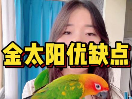一条视频让你了解金太阳的优点和缺点……评论区晒出你们的宝宝吧#鹦鹉 #鹦鹉鹦鹉萌萌哒逗鹦鹉 #手养鹦鹉 #金太阳鹦鹉 #萌宠出道计划