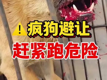 疯狗避让,遇到赶紧跑危险#宠物科普 #养狗经验分享 #养狗小知识 #养宠进阶指南 #养狗人