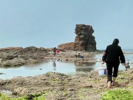 东戴河赶海太上头了!白捡螃蟹蛤蜊,空手去满兜回
导航在视频后面
📍 位置亮点:离民宿十几分钟车程,沙滩停车免费,货多人少,新手也能满载而归~
🚗 路线指引
- 走“泥泞小路”大胆开,看到标志性场景(视频后附具体位置)就到啦~
- 非本地人难找,按指引走不迷路!
🌟 赶海区域&收获
- 礁石区/深水区(穿赶海服防划伤):大海螺、海参、花蛤,适合探索(注意安全)~
- 江岸边(0难度):小螃蟹、寄居蟹、小辣螺、海蛎子,轻松捡漏,新手友好~
🧰 必备工具
- 赶海服、手套(防礁石划伤),小桶、铲子、夹子(抓螺蟹)~耙子 、
- 运气好还能遇到热情大娘分享收获,鲜味拉满~
💡 小贴士:提前查好潮汐表,退潮时去收获更多!快来解锁属于你的赶海快乐吧~#东戴河旅游攻略 #东戴河旅行推荐官#东戴河赶海