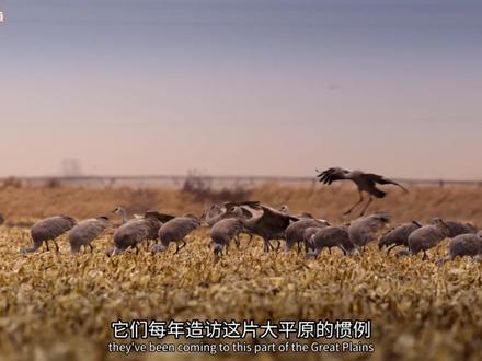 西部荒野 北美西部的极致地貌,展现了多种生灵在极端环境中的生存智慧与坚韧生命力。
冬季的黄石气温极低,积雪深厚且河流冰封,郊狼靠着灵敏嗅觉搜寻冻野牛骨、雪下田鼠等食物,还会与赤狐形成无声的觅食竞争。科罗拉多州的群山冬季长达 8 个月,一条怀孕的大草原响尾蛇为护幼崽,在石缝中挨饿近 20 个月,仅靠舔食鳞片上的雨滴维持生命,最终成功诞下幼蛇。而索诺拉沙漠的蜜罐蚁有着独特生存智慧,工蚁会将自己 “喂成” 活储蜜罐储存水分;单亲短尾猫则要在干旱环境中独自冒险,只为给幼崽寻找水源,雨后蜜罐蚁的繁殖蚁还会集体起飞寻找新家园以延续种群。曾有着 6000 万头美洲野牛的北美大平原上,年迈雄性野牛依旧会为交配权决斗,尽显原始野性。此外,人类农田虽改变了地貌,却成了沙丘鹤迁徙途中的补给站。黄昏时,50 多万只沙丘鹤齐聚普拉特河,既借助河面抵御郊狼,求偶季里雄性沙丘鹤还会通过舞蹈求爱,一旦成功便会与雌性相伴数十年,场面十分震撼。 #动物世界 #黄石国家公园 #自然纪录片 #美洲野牛 #野生动物生存战