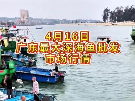 4月16日广东最大深海鱼批发最新市场行情#深海鱼 #海鲜 #海鲜水产