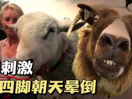 会装死的“山羊”受到刺激就装死,繁殖交配掉链子,它倒地不起