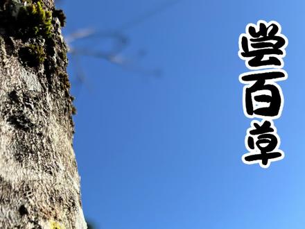 又是吃草的一天 #附子 #女贞子 #拐枣 #菟丝子 #采药人